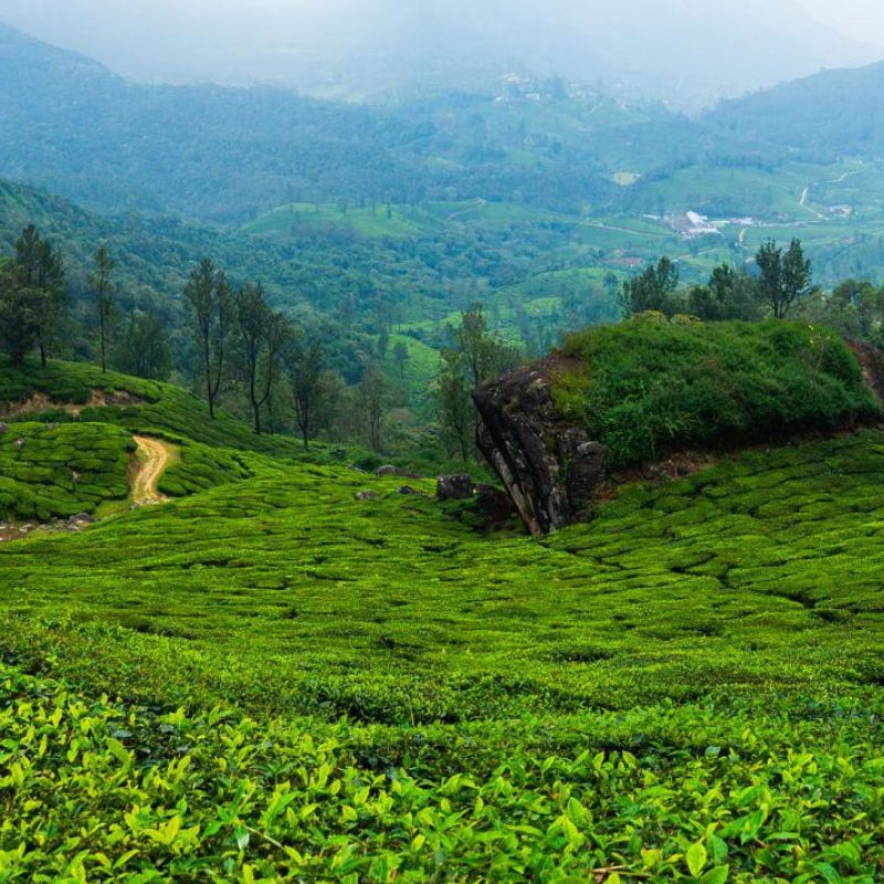 Munnar Tea Garden View Point with scenic green tea plantations in Kerala